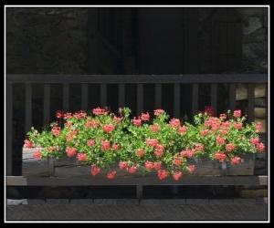 Geranium puzzle