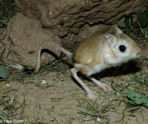 Gerbil puzzle