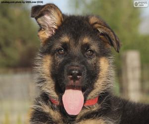 German shepherd's cahorro head puzzle