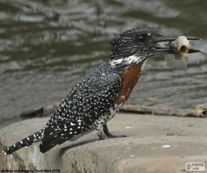 Giant kingfisher puzzle