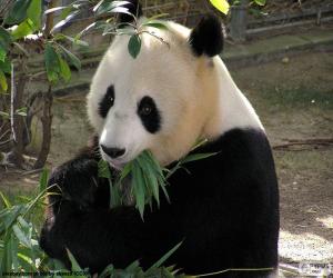 Giant Panda puzzle