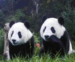 Giant pandas puzzle