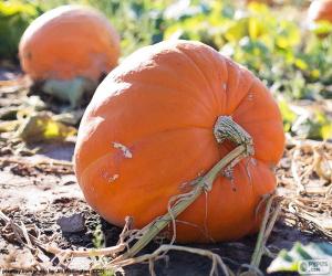 Giant pumpkin puzzle