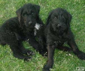 Giant Schnauzer puppies puzzle