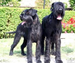 Giant Schnauzer puzzle