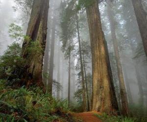 Giant sequoias puzzle