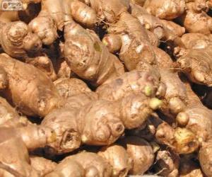 Ginger or ginger root puzzle