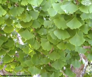 Ginkgo biloba leaves puzzle