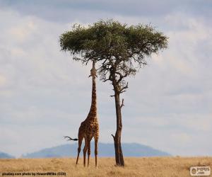 Giraffe eating leaves puzzle