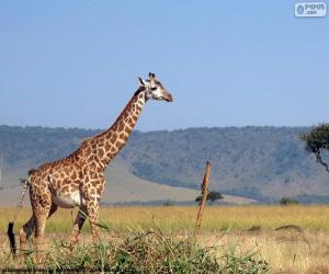 Giraffe in the landscape puzzle