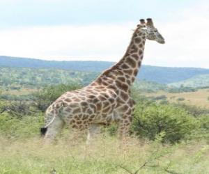 Giraffe looking at the landscape puzzle