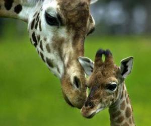 giraffe with her baby puzzle