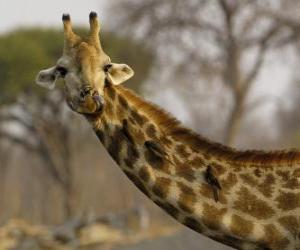 Giraffe with some birds in its long neck puzzle