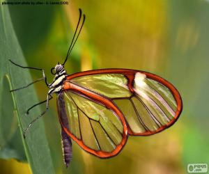 Glasswing butterfly, Greta oto puzzle