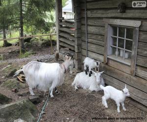 Goat family puzzle