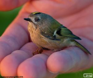 Goldcrest puzzle