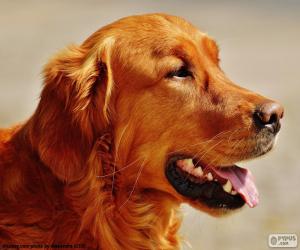 Golden retriever head puzzle