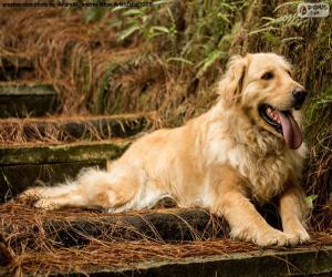 Golden retriever, in the garden puzzle