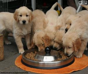 Golden retriever puppies puzzle