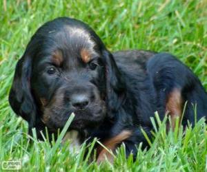 Gordon Setter puppy puzzle