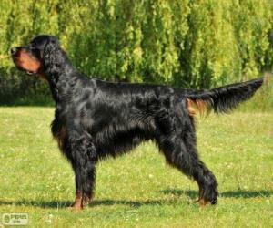 Gordon Setter puzzle