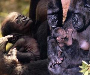 gorilla family puzzle