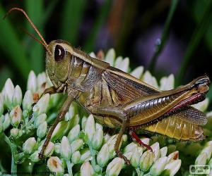 Grasshopper puzzle