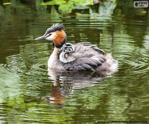 Great crested grebe puzzle