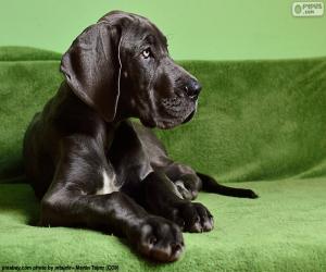 Great Dane puppy puzzle