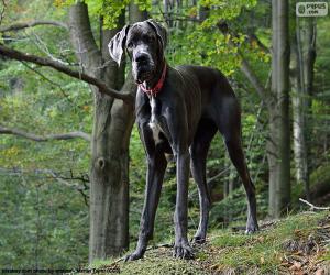 Great Dane puzzle