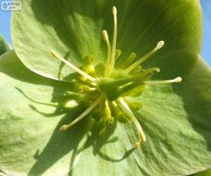 Green Flower puzzle