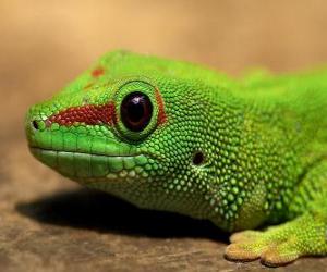 Green Lizard puzzle