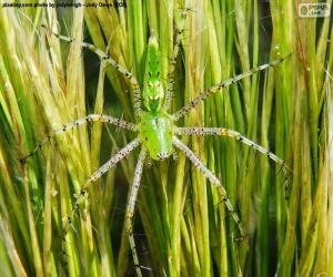 Green lynx spider puzzle