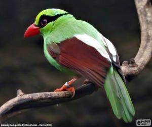 Green magpie puzzle