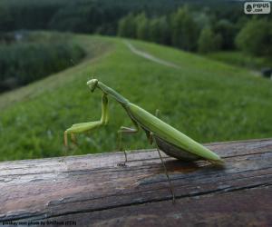 Green Praying mantis puzzle