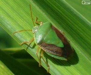 Green Stink Bug puzzle