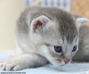 Grey blue eyes cat puzzle