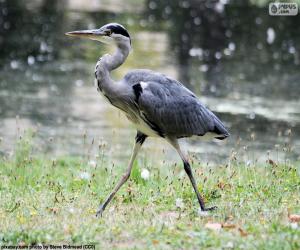 Grey heron long legs puzzle