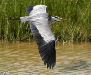 Grey Heron puzzle