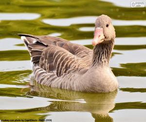 Greylag goose puzzle