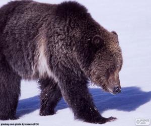 Grizzly bear puzzle