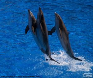 Group of dolphins jumping puzzle