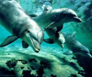 Group of dolphins swimming in the sea puzzle