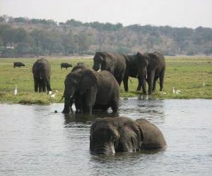 Group of elephants in a pond in the savannah puzzle