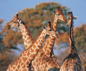 Group of four giraffe puzzle