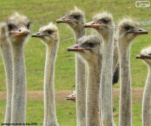 Group of ostriches puzzle