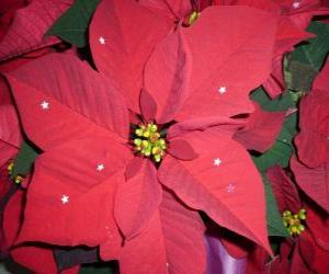 Group of poinsettias puzzle