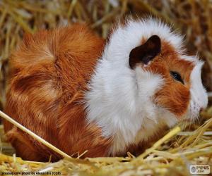 Guinea pig puzzle