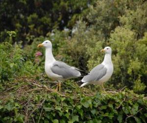 Gulls puzzle