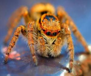 Hairy spider puzzle